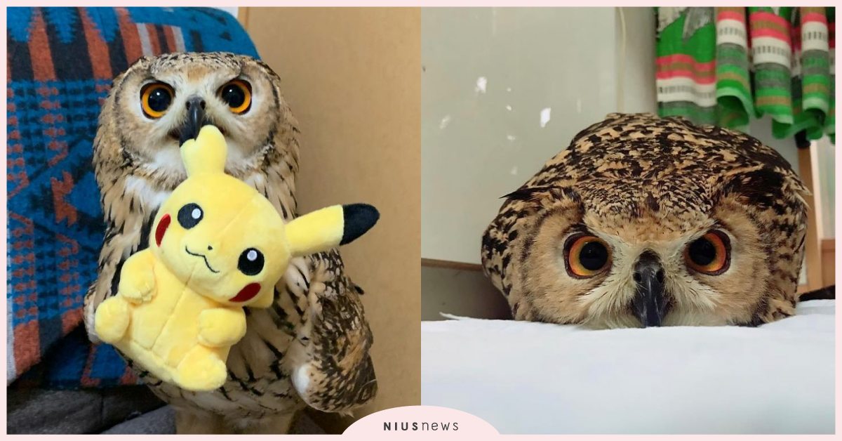 最愛的玩具是這個！日本「貓頭鷹」水汪汪大眼叼皮卡丘炫耀，鼓起胸膛神氣兮兮超級萌！ 可愛寵物、寵物圈圈、推特、貓頭鷹、日本、皮卡丘