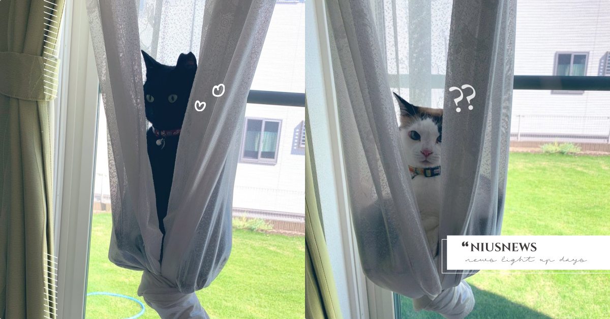 這到底是什麼景象？日本爆紅「貓神降臨」好似一尊佛像，網友：有神快拜！ 寵物圈圈、推特、推特爆紅系列、黑貓、日本、可愛寵物、黑貓