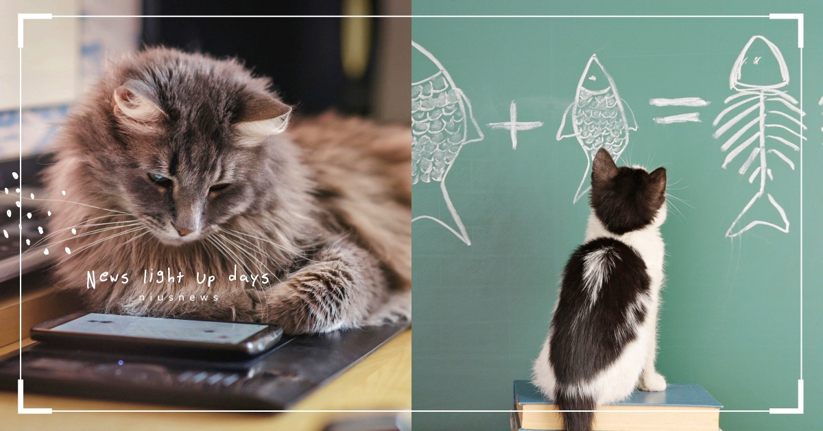 高智商貓咪會有的６個舉動！「一叫就有反應、會坐下或握手」你家主子是天才嗎？ 高智商貓咪、貓咪冷知識、寵物知識、貓咪、寵物趣聞、寵物、動物、貓奴、鏟屎官