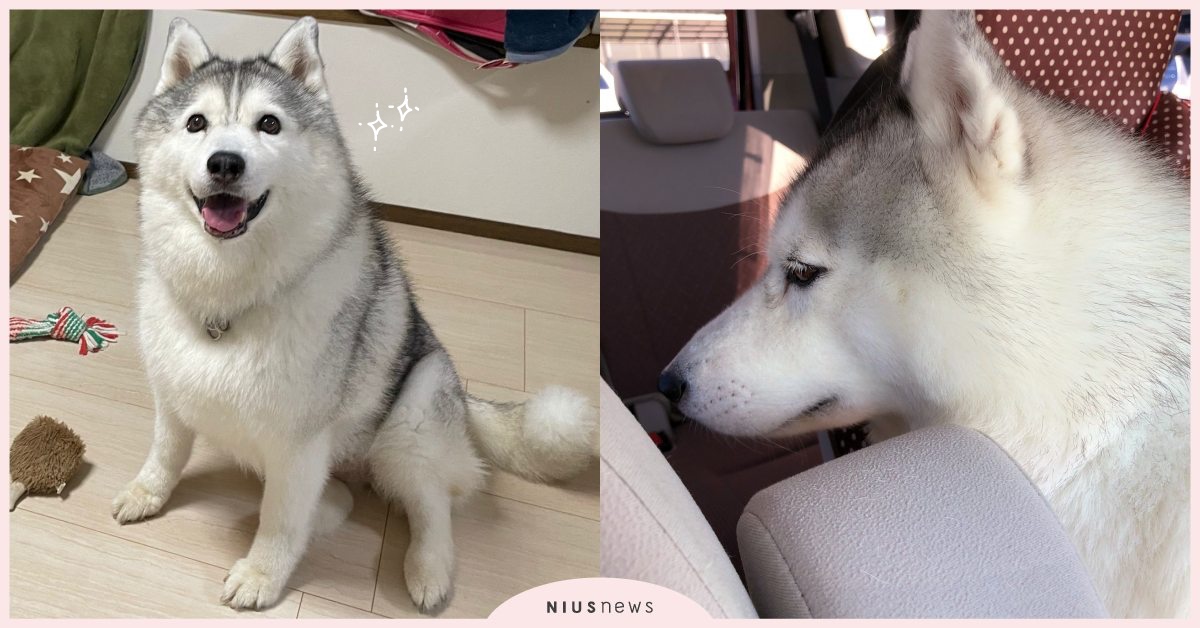 笑臉一秒垮下來！日本「哈士奇」診療前後表情太反差，經典眼神死引眾狂分享！ 寵物圈圈、可愛寵物、推特、日本、哈士奇