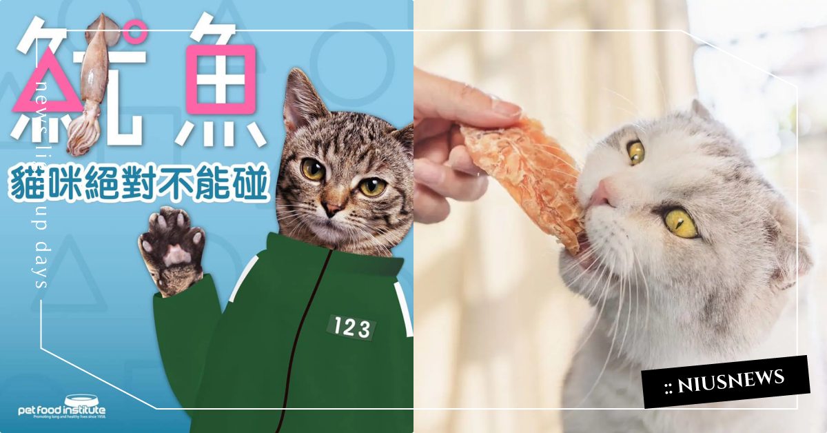 貓咪請遠離《魷魚遊戲》！未煮熟章魚、烏賊不能碰，加工過的魷魚絲會造成消化不良！ 寵物圈圈、寵物吃喝玩樂、寵物健康、寵物飲食、貓咪飲食、貓咪健康、魷魚、魷魚遊戲