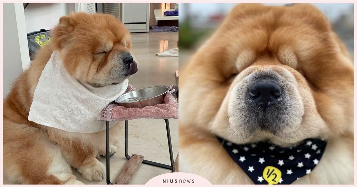 激似絨毛玩偶！台灣萌汪「鬆獅犬囧囧」阿嬤養得身材超療癒，網：是獅子王吧 鬆獅犬、台灣萌汪、寵物IG介紹、狗狗、寵物、動物、萌寵、阿嬤養的、絨毛玩偶