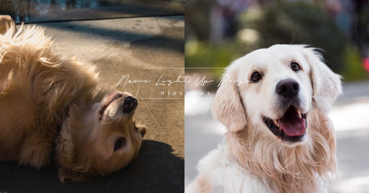 「黃金獵犬」的6個秘密！汪星人界的天使寶貝，擅於叼起報紙原來是因為這個！ 寵物圈圈、可愛寵物、黃金獵犬、黃金、狗狗知識