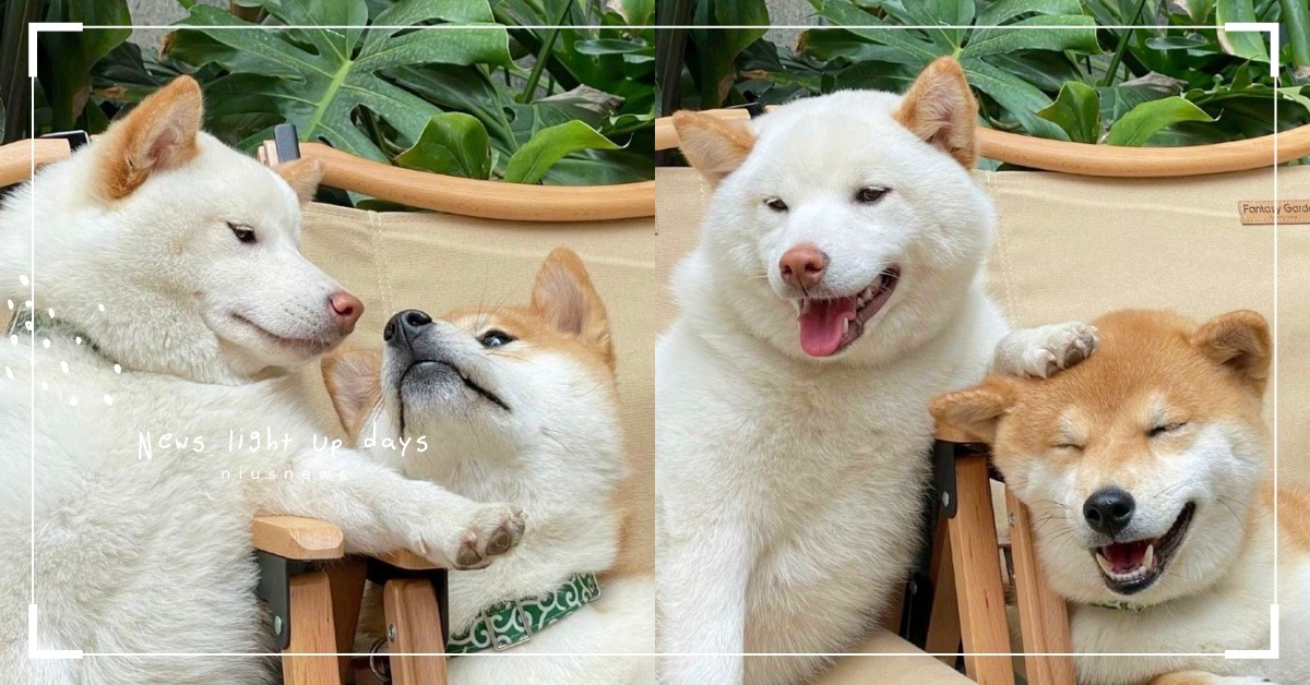 萌到融化！柴犬家庭「三柴一生」笑容超甜放閃日常，白柴耳朵似金牛角超可愛！ 柴犬、三柴一生、小紅書萌寵、可愛寵物、萌寵、可愛、狗、shiba、動物、毛孩、可愛動物