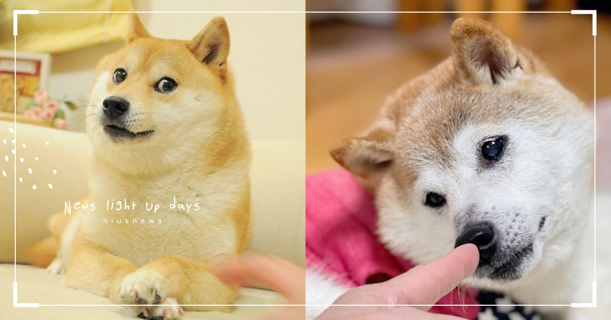 今年14歲了！一代梗圖柴犬「doge」近況曝光，嘲諷臉變超慈祥！ doge、梗圖、迷因、柴犬、寵物IG介紹