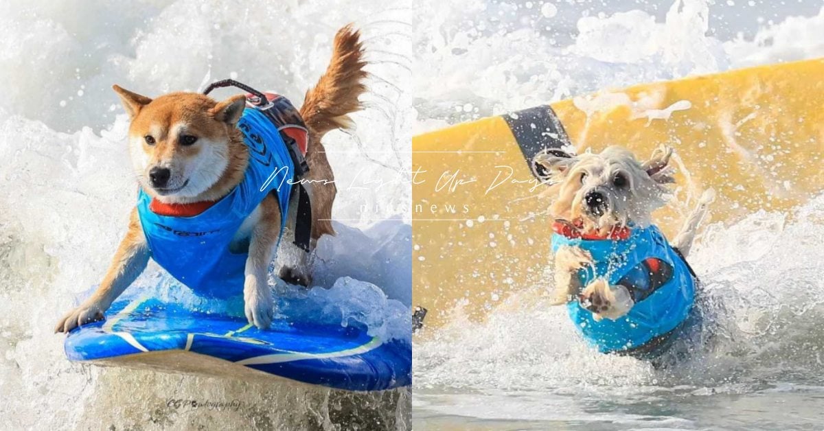 「狗狗衝浪大賽」結果出爐！攜毛主人乘風破浪超神氣，自己的獎品請直接叼走！ 寵物圈圈、寵物吃喝玩樂、狗狗衝浪大賽、衝浪、狗狗、寵物、可愛寵物