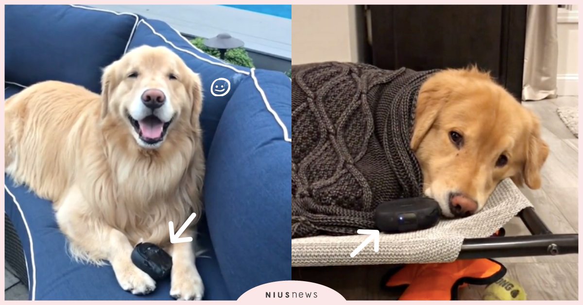 音樂是牠的靈魂！黃金獵犬視「Bose音響」為寶貝，洗澡睡覺都要抱著聽！ 寵物圈圈、可愛寵物、黃金獵犬、音響、音樂