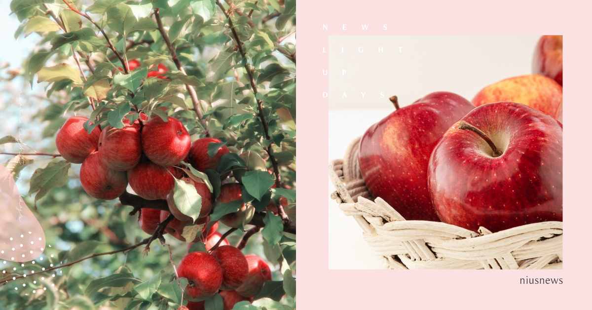 青森蘋果到底有幾種？日本青森7頂級蘋果品種推薦，蘋果派、蘋果溫泉必體驗 青森蘋果、東北、日本水果、種類、土岐、喬納金、王林