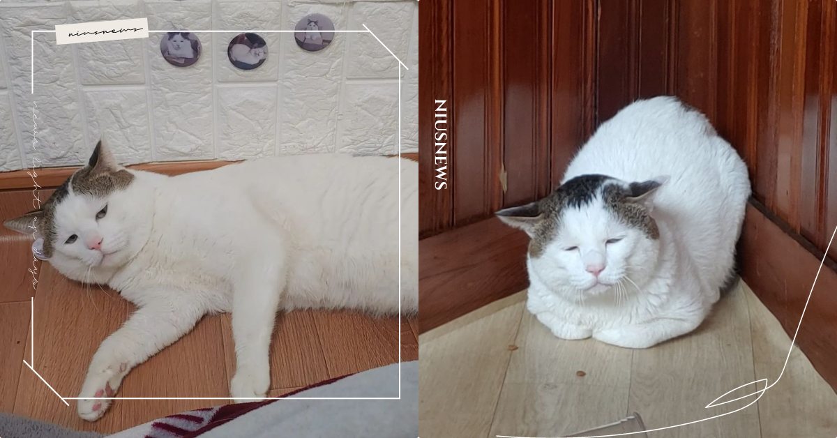 無敵囧臉吸粉數萬人！「韓國厭世貓咪」總是生無可戀，遇逗貓棒依然提不起勁！ 寵物圈圈、可愛寵物、貓咪、貓奴、鏟屎官、厭世貓、韓國、寵物吃喝玩樂、人氣網紅貓咪