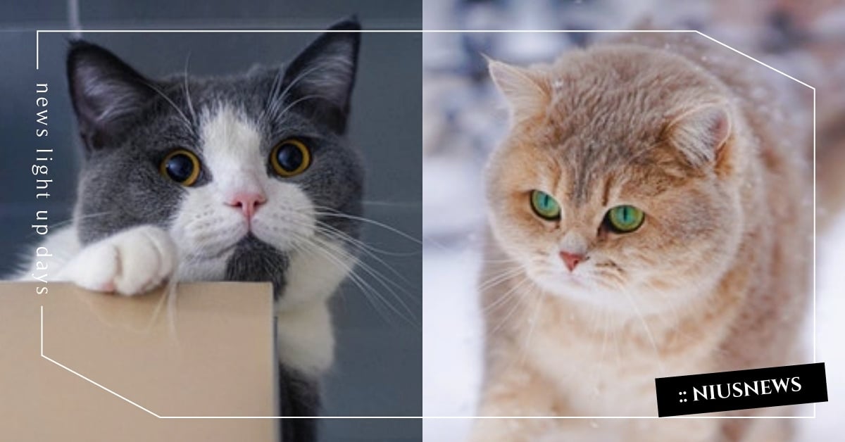 貓咪為什麼會發腮？擁有「圓潤臉頰肉」的4個小秘訣：和品種性別、結紮時間有關！ 貓咪發腮、寵物知識、貓咪冷知識、萌寵、貓咪