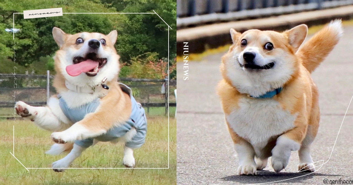 戲精是你？日本爆笑「崩壞小柯基」五官亂飛全都錄，超浮誇emoji引網朝聖！ 崩壞、柯基、emoji、表情包、萌寵、可愛、動物、狗、毛孩、崩壞柯基、可愛寵物、戲精、攝影、蠢萌、柯基犬、推特熱議