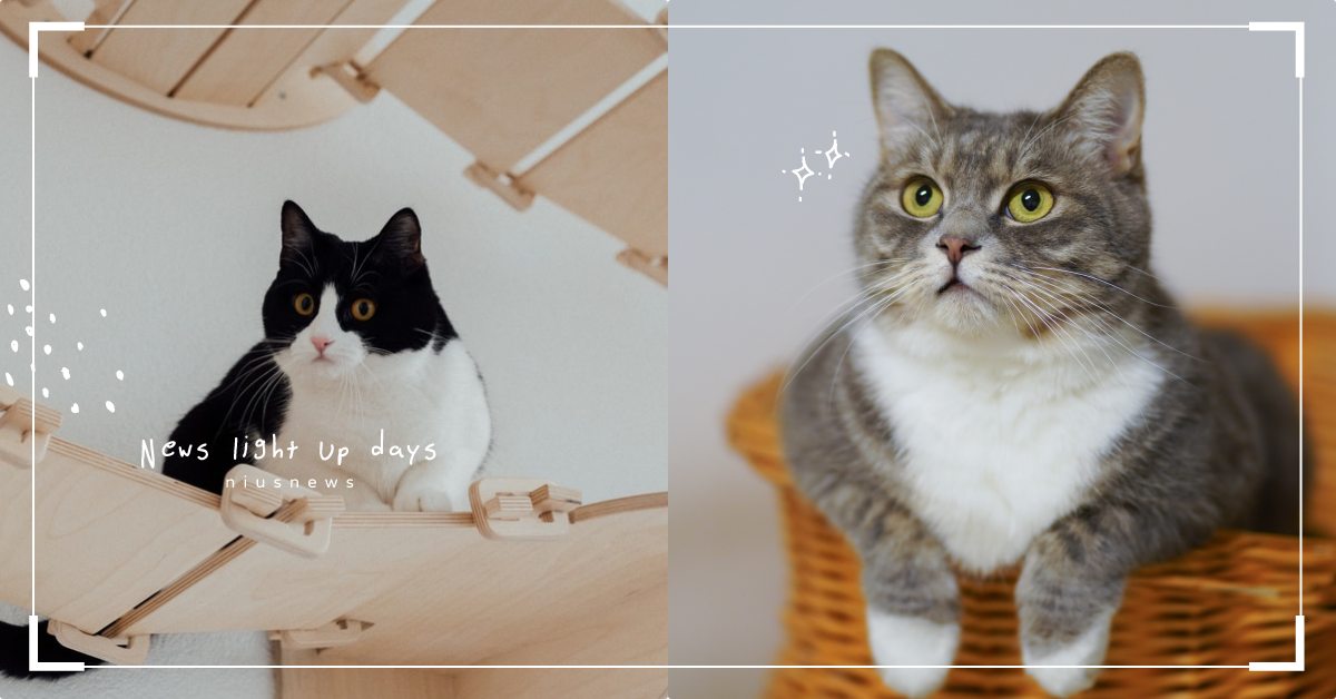 關於貓咪眼睛的4個小秘密！靜態視力其實並不好？家貓通常都有近視！ 寵物圈圈、寵物健康、貓咪知識、貓咪視力、貓咪近視、真想暫時變成貓