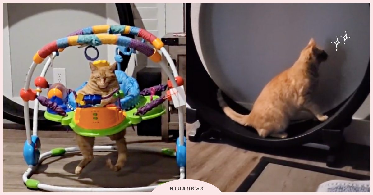 最喜歡睡在嬰兒搖椅！「橘貓」總是「跟寶寶搶玩具」，伸腳閉眼的模樣看起來超愜意！ 寵物圈圈、可愛寵物、橘貓、貓咪、鏟屎官、嬰兒椅、TikTok、人氣網紅貓咪、媽媽妞