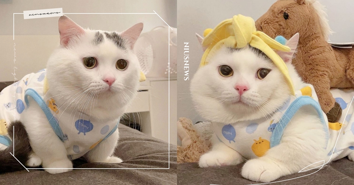 臉大足以平天下！飯糰臉貓貓「嘴邊肉」漫出來超療癒，分身意外撞臉小白、李榮浩？ 冬瓜、曼赤肯短腿貓、寵物IG介紹、台灣萌喵、小白、李榮浩、濾鏡、貓咪、萌寵、可愛寵物、毛孩、寵物、肥美、嘴邊肉