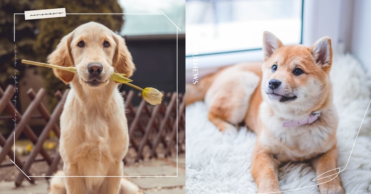 12星座適合養什麼狗狗？「雙子」充滿好奇、「處女」冷靜自持，牠的性格與你最速配！ 12星座、毛孩、狗、寵物、寵物趣聞、動物、萌寵