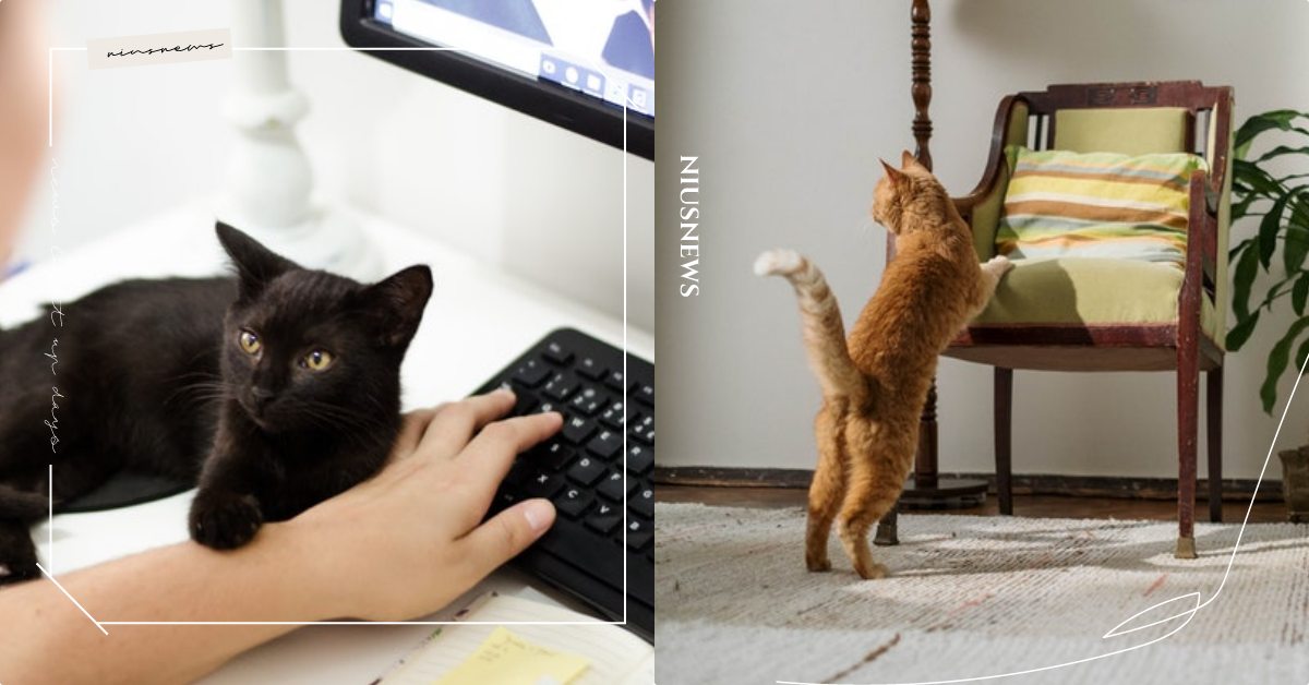 「貓咪需要你」的5個跡象！牠們其實會坦率地求關注，猛抓沙發可能要多多注意！ 寵物圈圈、寵物吃喝玩樂、寵物健康、貓咪知識、寵物知識