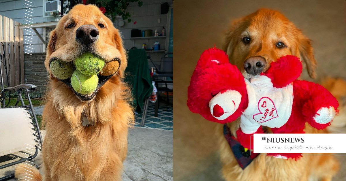 世界上最能咬網球的狗勾！榮獲金氏世界紀錄的「黃金獵犬」，一口6顆直接打包帶走！ 寵物圈圈、可愛寵物、黃金獵犬、金氏世界紀錄、紀錄保持人、可愛、阿金