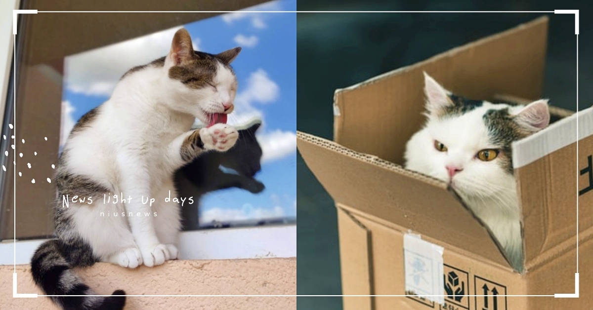 養這花色的貓可以招桃花？盤點6個「貓咪都市傳說」，想成為富翁就要靠收集貓鬍鬚！ 貓咪、都市傳說、寵物趣聞、貓咪冷知識、招財