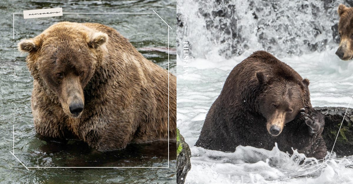 胖是為了走更長遠的路！美國國家公園舉辦「胖熊週」投票，熊王四度奪冠公布驚人對比！ 可愛寵物、寵物圈圈、胖熊週、國家公園、推特