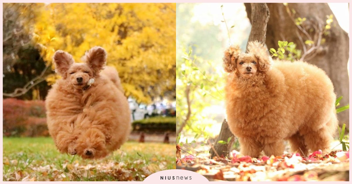 是綿羊還是雞塊？日本「玩具貴賓」蓬鬆毛毛超吸睛，軟萌外觀從洗到剪都由飼主自己來！ 寵物圈圈、寵物吃喝玩樂、可愛寵物、貴賓、日本、推特