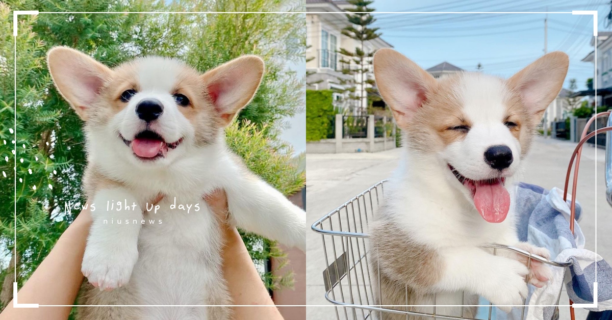 天外飛狗就是本汪！泰國軟萌小柯基「超愛飛高高」，天使笑容融化狗奴的心！ 柯基、飛高高、舉高高、天外飛狗、寵物IG介紹、萌寵、可愛寵物、狗、可愛動物、毛孩、療癒、天使笑容