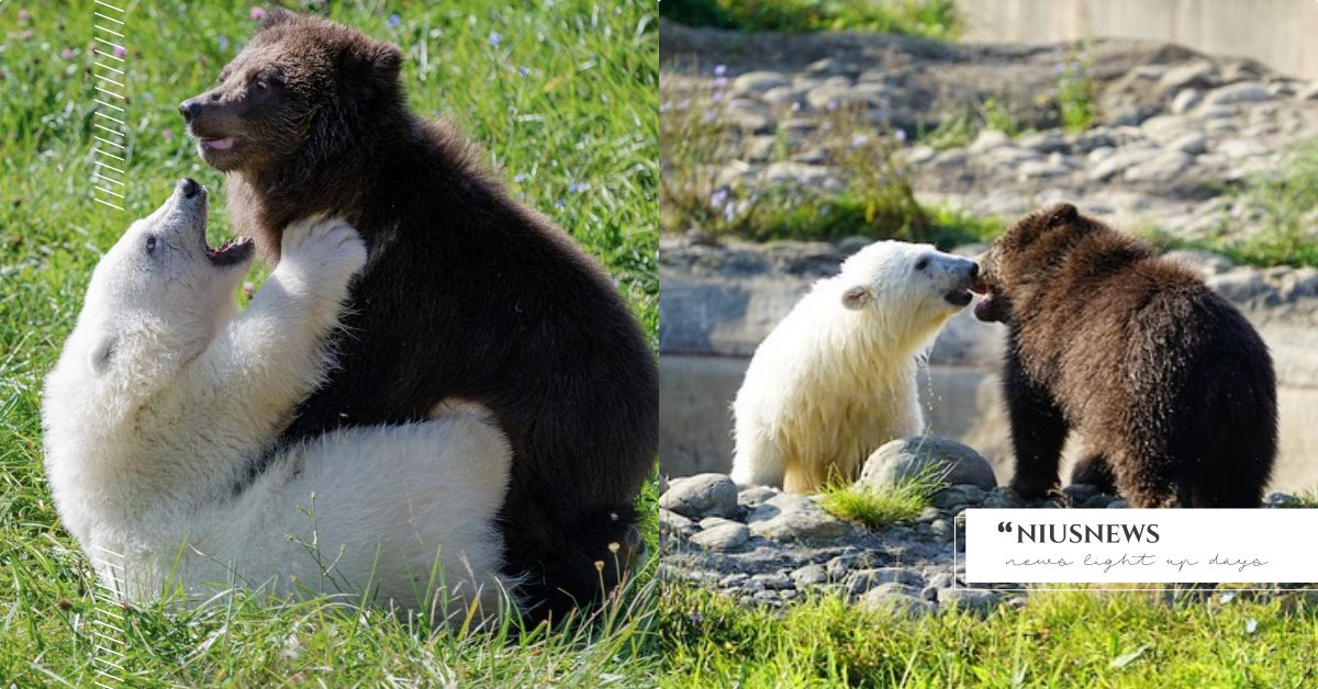 熊熊遇見你神還原！孤單「灰熊寶寶」遇上「小北極熊」一拍即合，上演摔角擂台超級萌！ 可愛寵物、寵物圈圈、動物園、灰熊、北極熊、推特、跨物種友誼