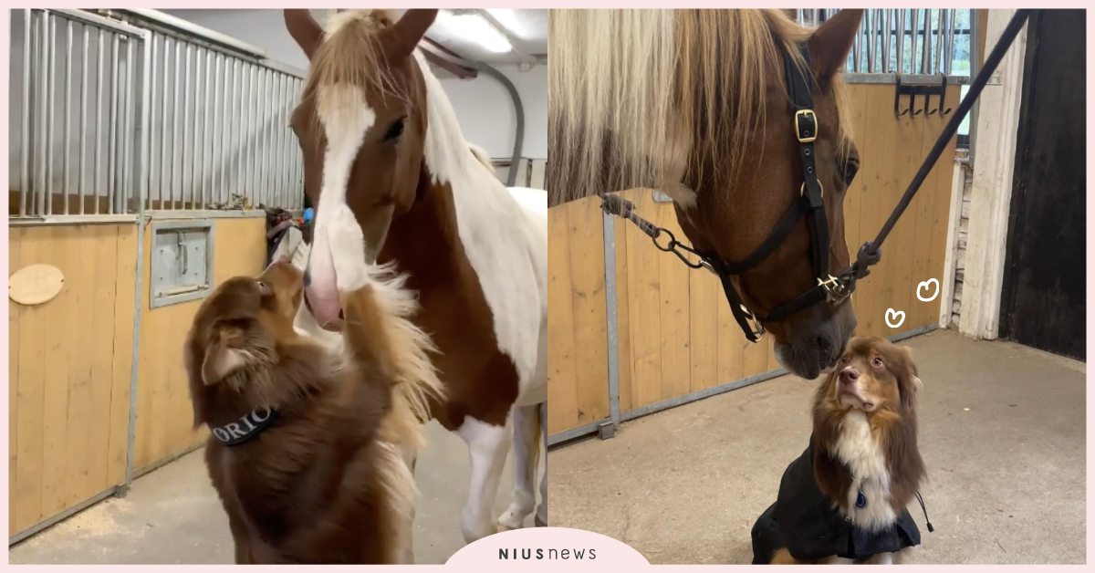 完美詮釋女友比你高！「澳洲牧羊犬」與「馬兒」的純純友情，亂留情結果被一秒攔截！ 寵物圈圈、可愛寵物、動物園、跨物種、馬、牧羊犬