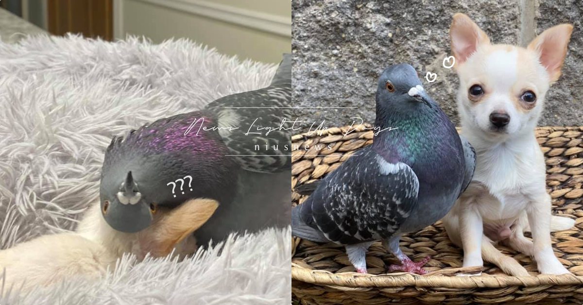 克服萬難的友誼！不會飛的「鴿子」＆不能走路的「吉娃娃」彼此疼惜，背後的故事有洋蔥 寵物圈圈、寵物吃喝玩樂、鴿子、吉娃娃、動物園