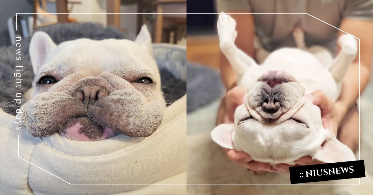 阿姨我不想努力了！每天都想放棄的「超厭世法鬥」，汪生心願就是當顆沙發馬鈴薯！ 法鬥、鬥牛犬、法國鬥牛犬、狗、寵物、萌寵、可愛寵物、動物、寵物IG介紹、不想努力、沙發馬鈴薯、厭世、鏟屎官、毛孩