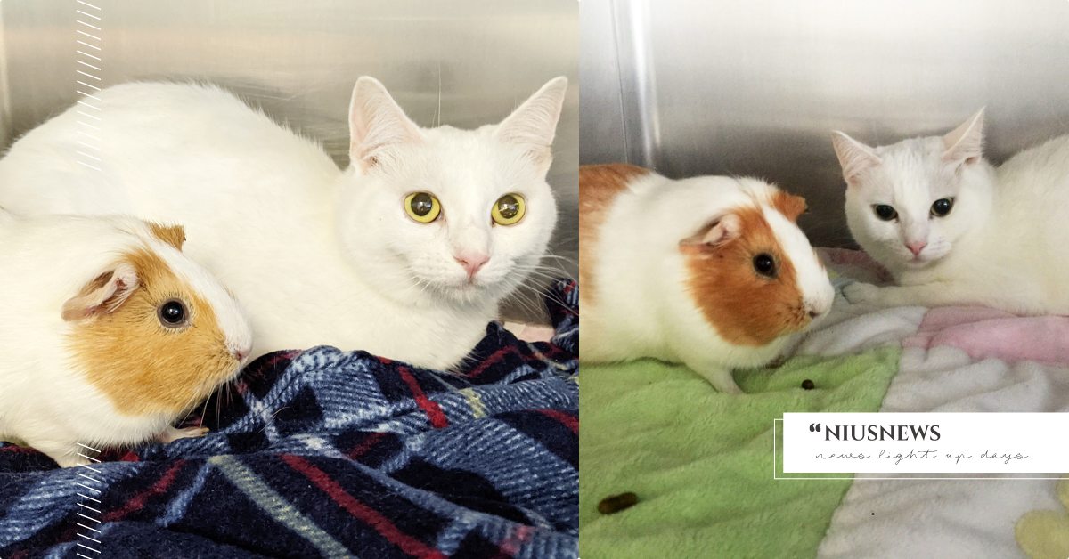 患難見真情！收容所「天使白貓」與「天竺鼠」同時被棄養，互相憐惜窩在一起好暖心！ 寵物圈圈、可愛寵物、寵物吃喝玩樂、貓、天竺鼠