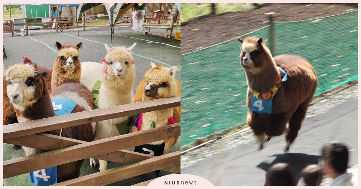 日本牧場激萌「賽草泥馬」比賽！羊駝跑到一半竟任性棄權，乖乖奔向終點是因為這個原因 賽草泥馬、草泥馬、羊駝、日本牧場、毛絨絨、動物趣聞、新奇、可愛、療癒、可愛動物、動物、推特熱議、草泥馬賽跑