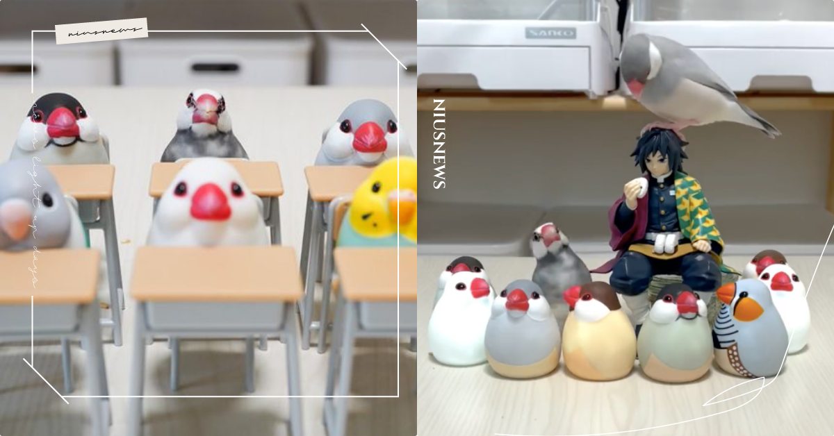 小朋友你遲到了！日本「小文鳥」乖乖入坐課桌椅，下一秒竟變不良學生翻桌啦！ 寵物圈圈、寵物吃喝玩樂、小文鳥、推特、日本、鳥、可愛、可愛衝