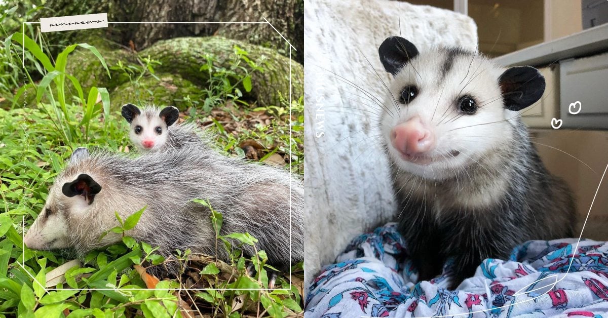 分組報告最討厭這種！關於「負鼠」的5個冷知識，遇到威脅直接「裝死」不起來！ 寵物圈圈、可愛寵物、負鼠、冷知識、寵物健康、寵物知識、寵物行為