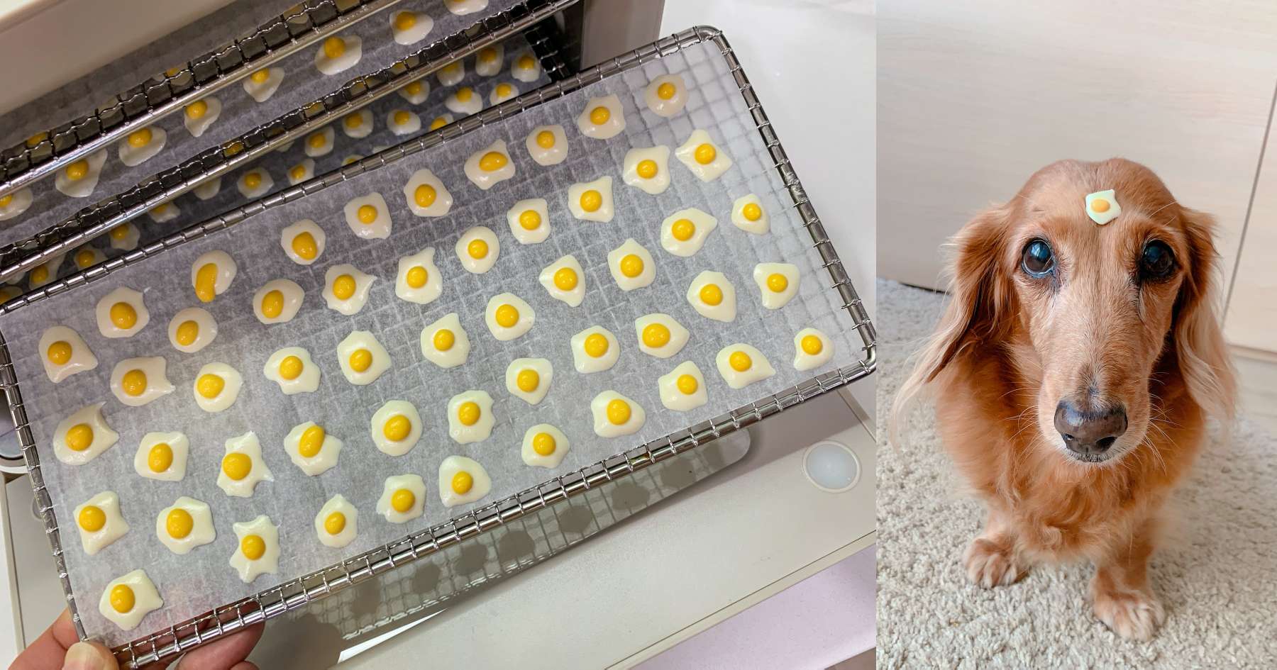 超可愛狗狗荷包蛋！寵物零食-羊奶溶豆作法 寵物零食、狗狗零食、手作零食