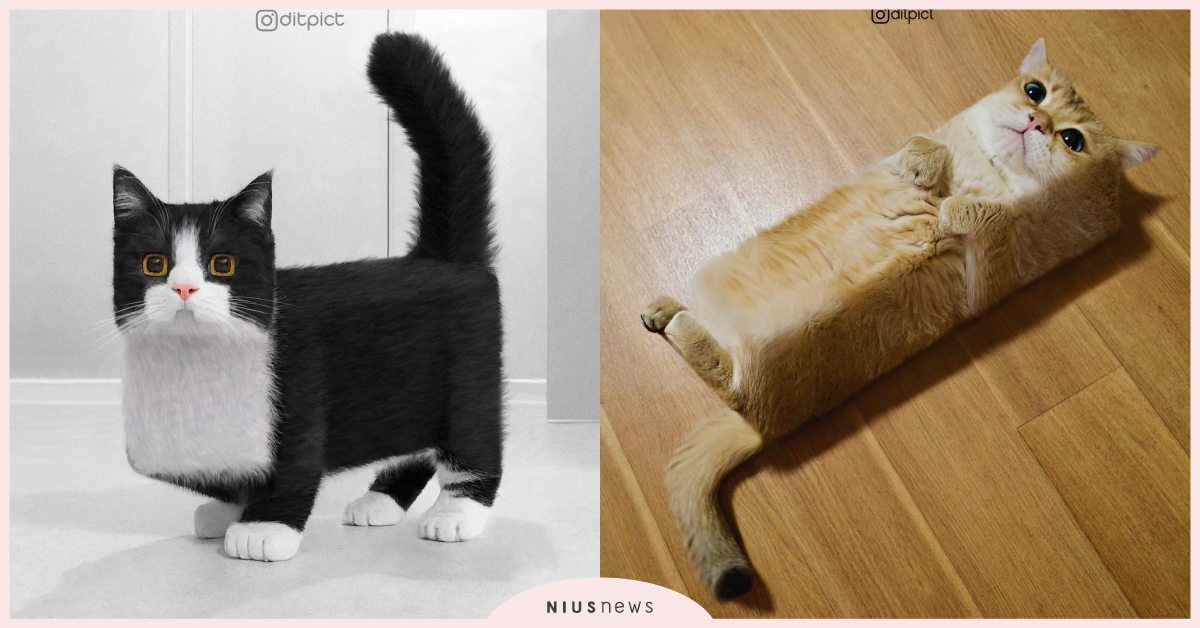 《ZOOKEEPER》還原！印尼影像藝術家將動物「方塊化」，獵奇又搞笑粉絲狂分享 寵物圈圈、可愛寵物、可愛、貓咪、狗狗、動物園、藝術