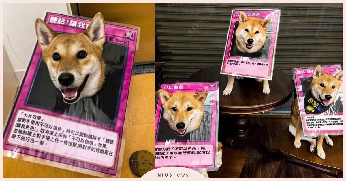 色色柴犬真狗版！呆萌柴犬頭戴「不可以色色」立體卡牌，同場加映超實用色色卡冊網 不可以色色、色色柴犬、萬聖節、萬聖節裝扮、可愛寵物、狗、可愛動物、寵物、動物、毛孩、柴犬、梗圖、迷因、遊戲王、遊戲王卡