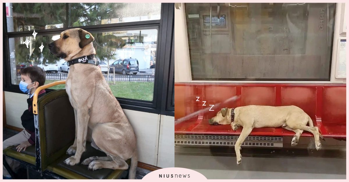 最喜歡自己搭輕軌！土耳其國寶狗「Boji」超會搭大眾運輸，捷運還知道要先下後上！ 寵物圈圈、可愛寵物、土耳其、狗狗、Boji、浪浪、寵物、推特