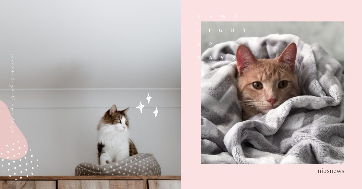 摺好的衣服散落一地？貓咪喜歡「翻衣櫃」的4個原因，詭異理由讓網友直呼太荒唐！ 寵物圈圈、可愛寵物、貓咪知識、貓咪、寵物知識