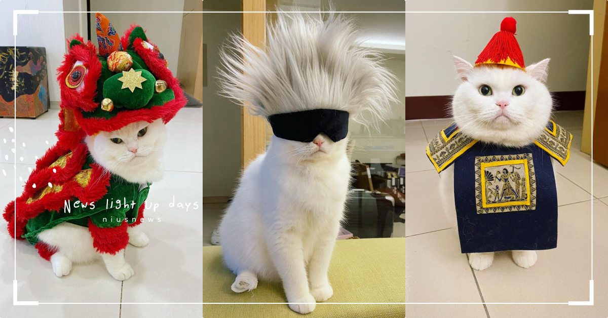 鏟屎官點進來！台灣網紅貓「波波」神還原《咒術迴戰》，10套萬聖節裝扮學起來！ 寵物圈圈、可愛寵物、白貓、萬聖節、可愛、貓咪、人氣網紅貓咪