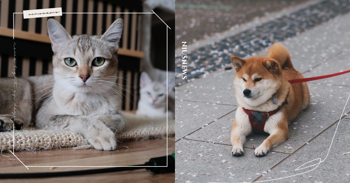 鏟屎官入門課！領養寵物前須思考的「10個問題」，除經濟能力外還要做好這些準備！ 寵物圈圈、寵物知識、領養、狗狗、寵物、流浪狗