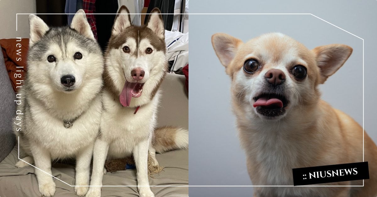 25個「品種犬遺傳疾病」一次看！吉娃娃需注意10病症，「髖關節發育不良」最要留意 寵物圈圈、寵物醫療、狗狗疾病、寵物疾病、品種犬、狗狗、狗狗知識、寵物知識