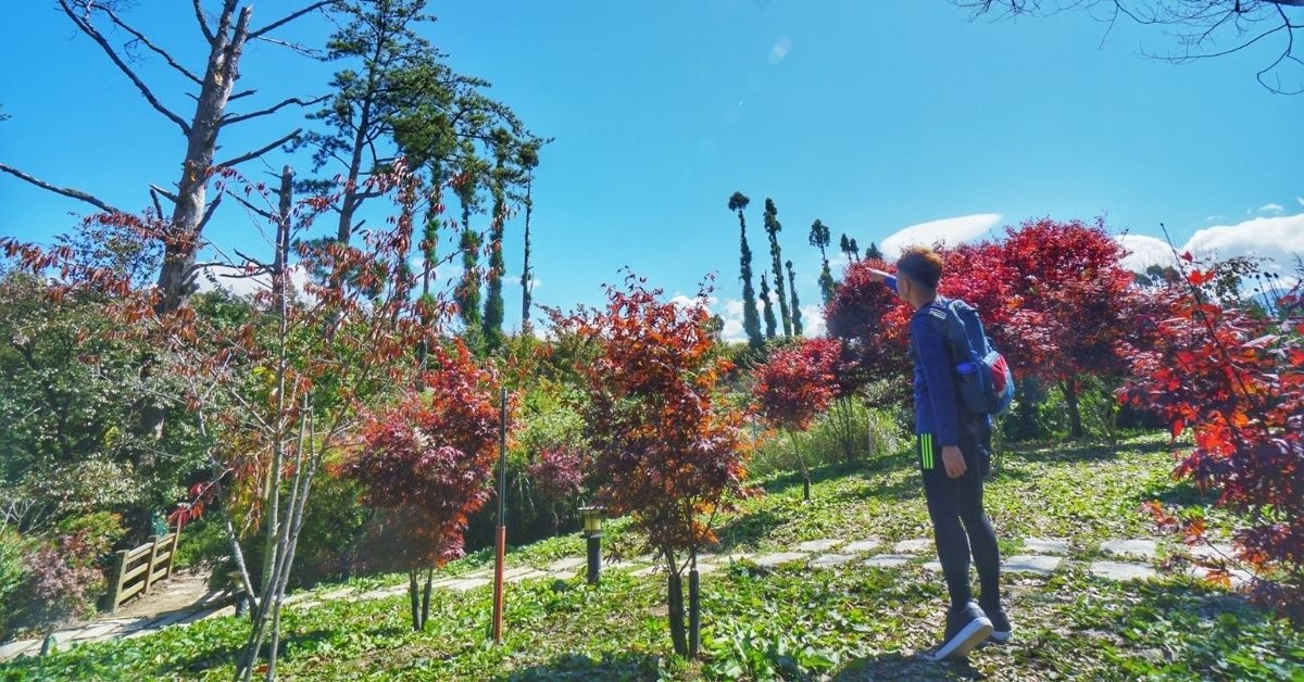 福壽山農場楓葉紅了｜賞楓一日遊怎麼玩交通報你知 楓葉、賞楓、福壽山、一日遊、台中