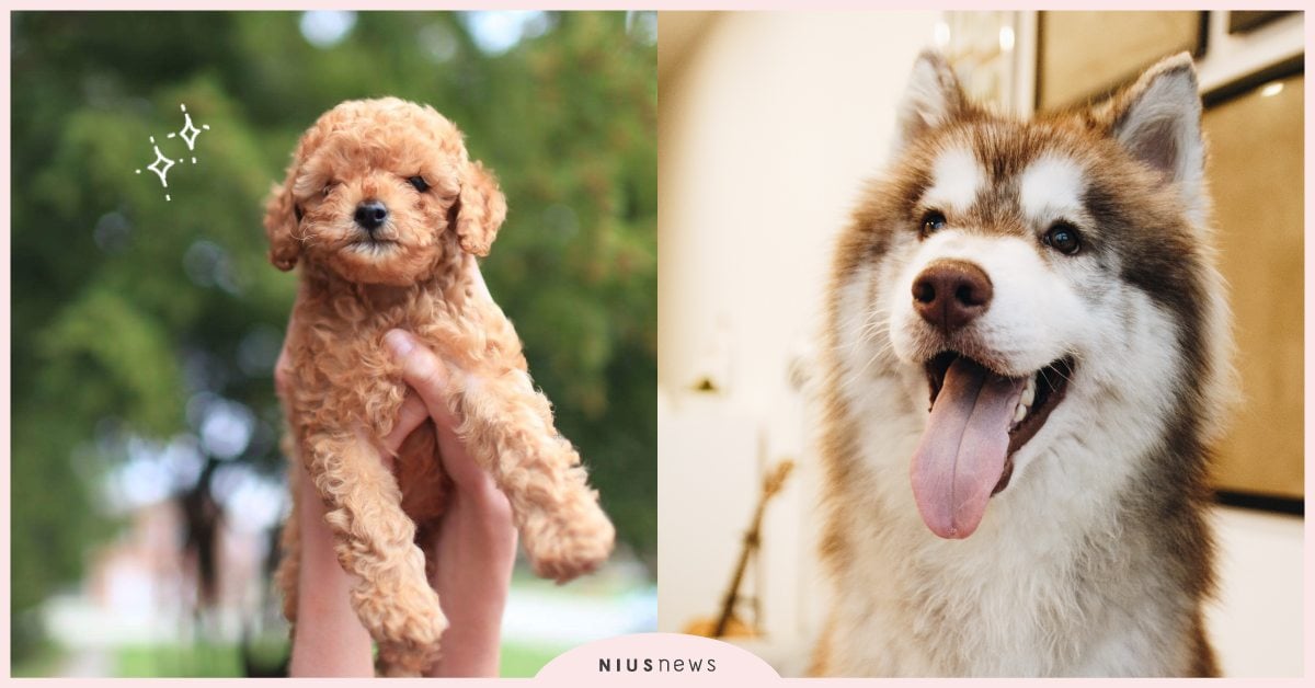 11/1犬之日！日本第17屆「狗狗名字大調查」，Coco蟬聯冠軍10年竟被擠下？ 寵物圈圈、可愛寵物、狗狗名字、狗狗名字大調查、Coco、Mugi、Leo、Moca、狗狗