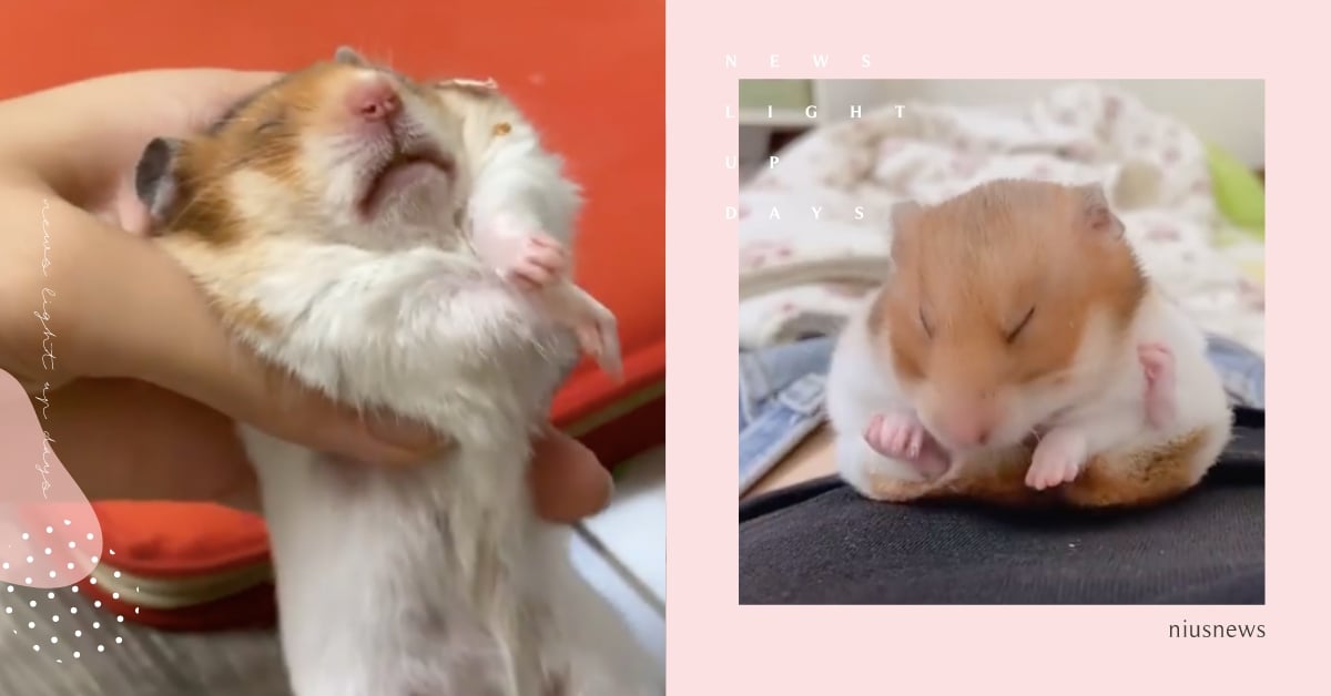 睡神降臨？IG超治癒「呆萌小倉鼠睡姿」圖鑑，睡到併軌＋整坨鼠鼠倒頭栽笑翻網友！ 黃金鼠、倉鼠、睡覺、睡姿、圖鑑、萌寵、台灣萌鼠、IG寵物介紹、呆萌、可愛寵物、寵物、療癒、睡到併軌、倒頭栽