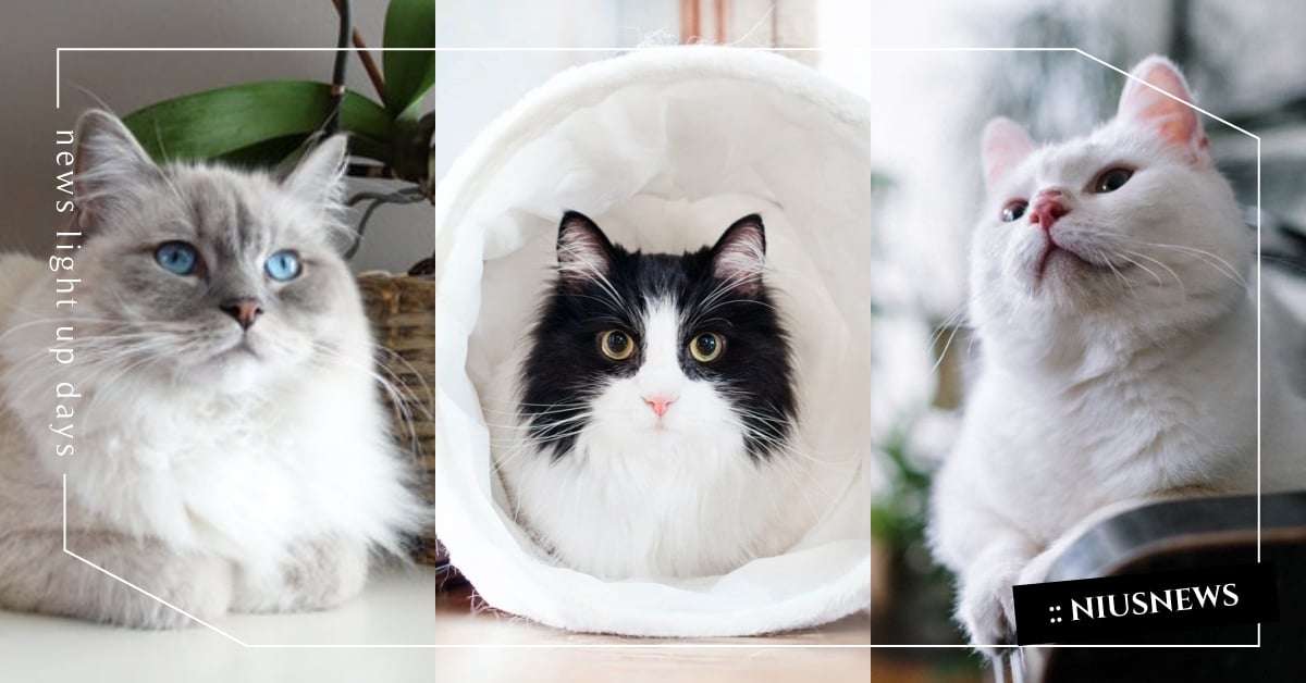 12星座適合養什麼貓？「金牛」耐心隨和、「雙子」超愛呼嚕，牠的性格與你最速配！ 12星座、毛孩、貓咪、寵物、寵物趣聞、動物、萌寵、貓奴、鏟屎官