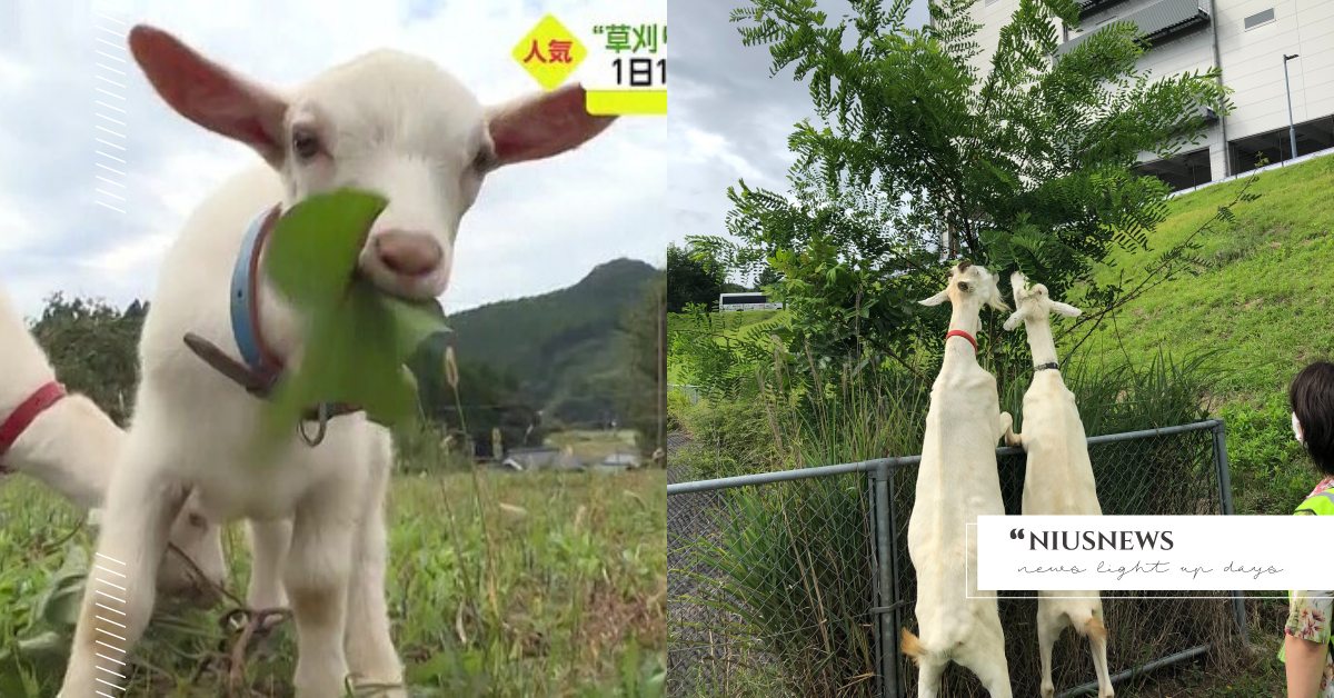 《日本亞馬遜》也有租！日本「出租山羊除草」1天100日圓，承租人：偶爾稍微罷工！ 寵物圈圈、可愛寵物、山羊、出租山羊、除草、動物園、環保