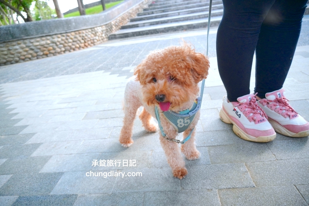 寵物防蚤蝨項圈推薦！提供長達8個月、更加方便！預防狗貓受到跳蚤、蟲蟲等侵擾。 