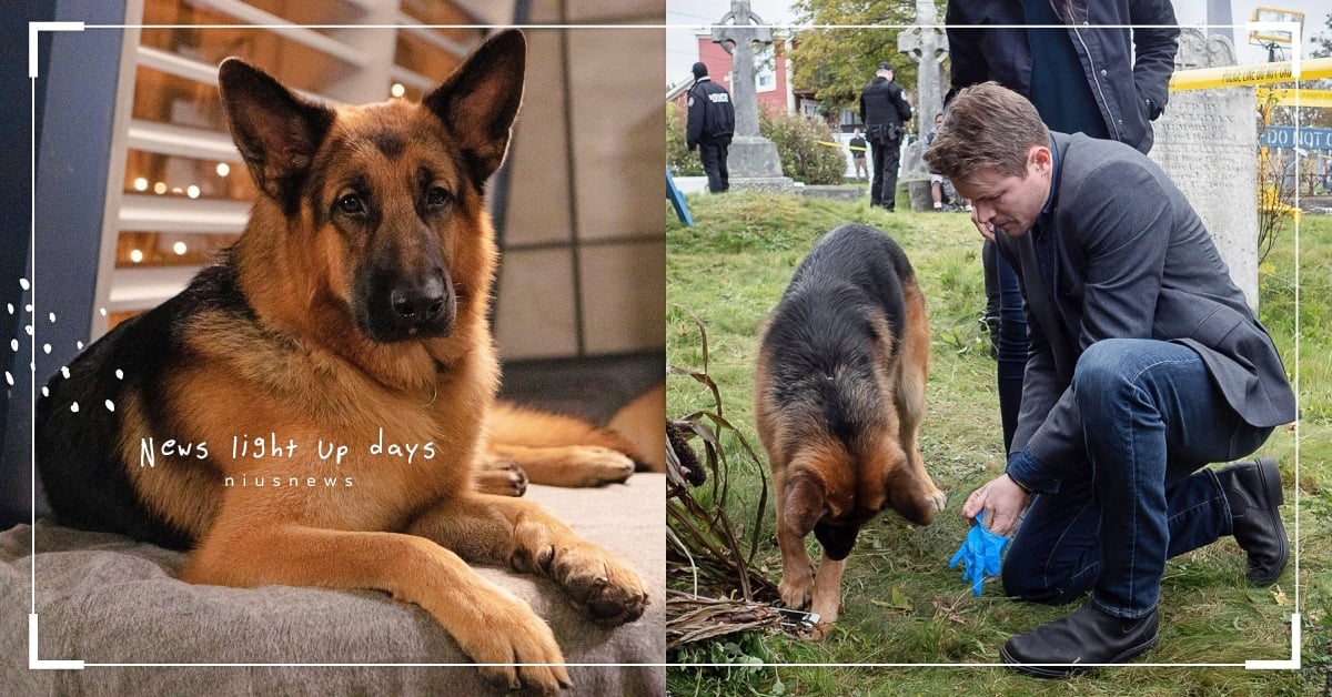 人狗搭擋破案！《警犬妙探：哈德遜與雷克斯》德國牧羊犬的5件幕後小趣事 警犬妙探、德國牧羊犬、德國狼犬、品種狗、幕後花絮、冷知識、動物知識、寵物趣聞、寵物、動物、可愛寵物、警犬、萌寵、影劇星聞、追劇