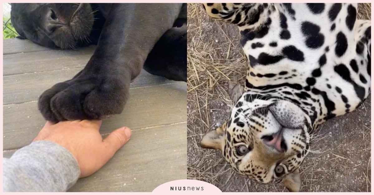 下一秒感覺很不妙！男子騷擾「大貓」的超萌日常，黑豹疊手手、花豹竟然可以摸肚肚！ 寵物圈圈、可愛寵物、大貓、動物園、黑豹