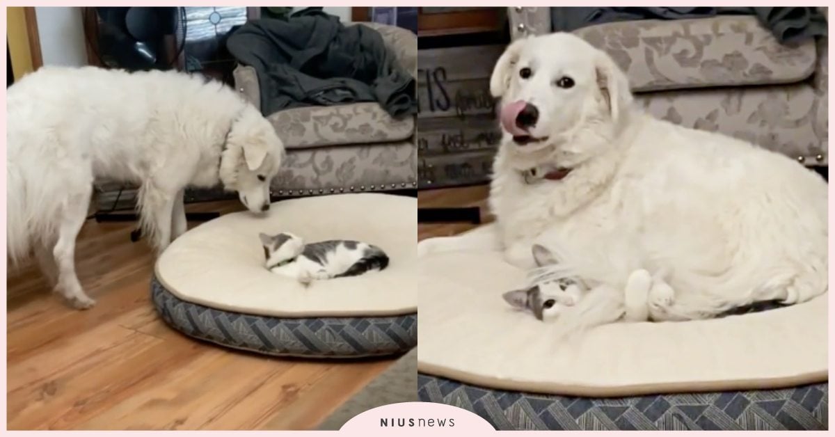 假裝沒看到？「大白熊犬」一屁股坐在貓貓身上萬人瘋傳，網友：誰叫你平常那麼煩！ 可愛寵物、寵物圈圈、抖音、TikTok、狗狗、貓貓、可愛